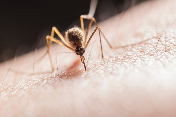 These neurons push female mosquitoes to taste blood